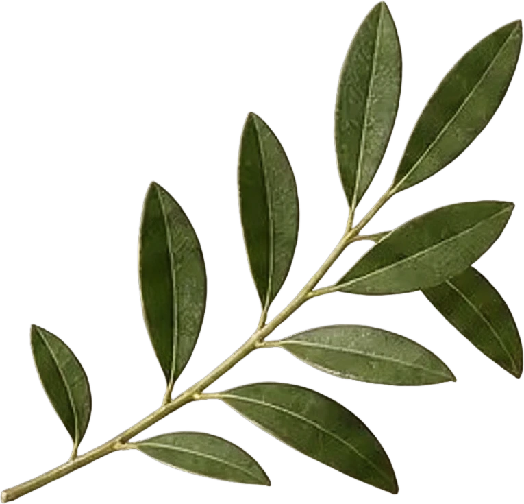 Extracted green leaf branch